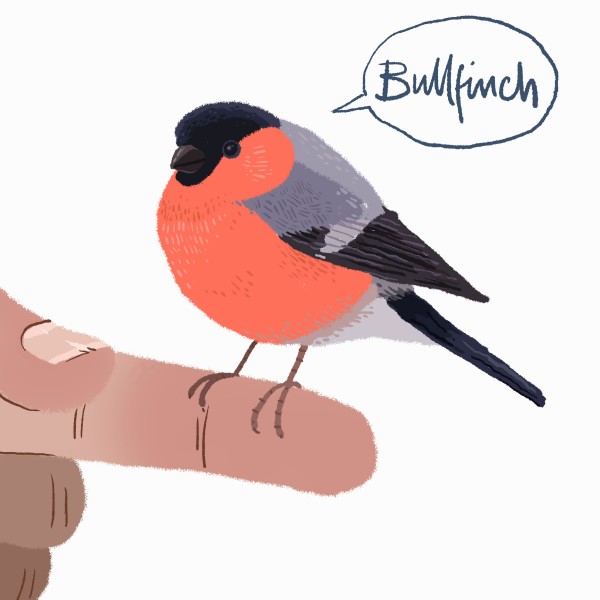 Draw-a-bird-day-BULLFINCH
